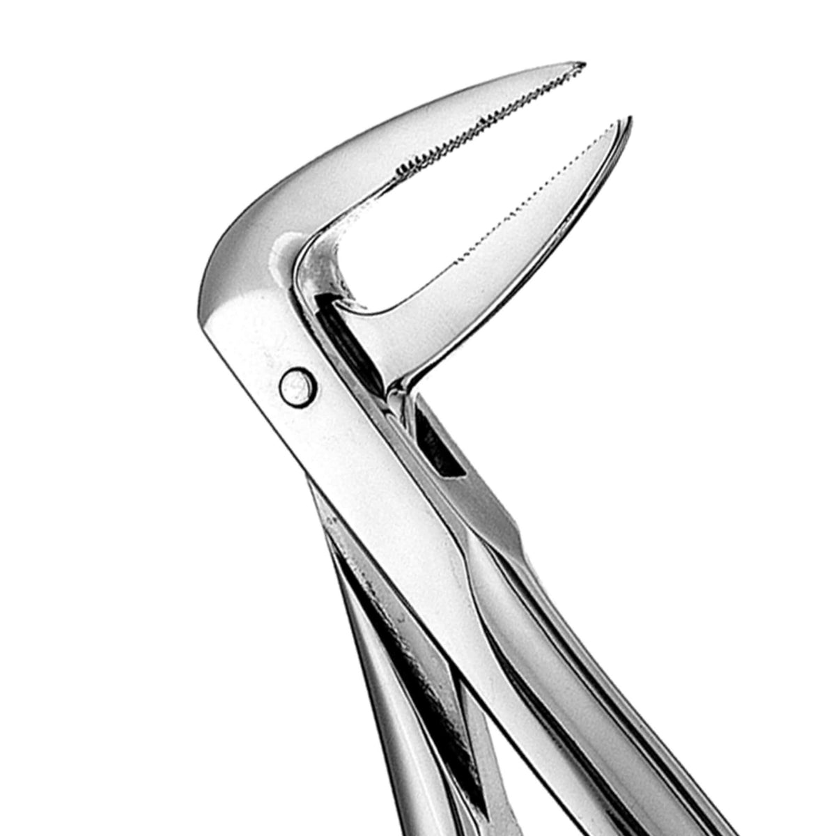 European Style Root Forceps - 233, Serrated