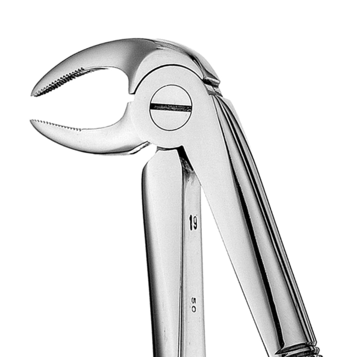 European Style Root Forceps - 33, Serrated