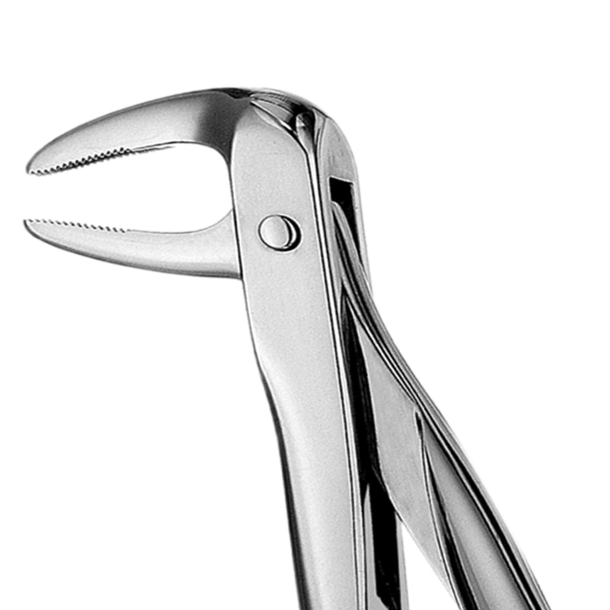 European Style Root Forceps - 74N, Serrated